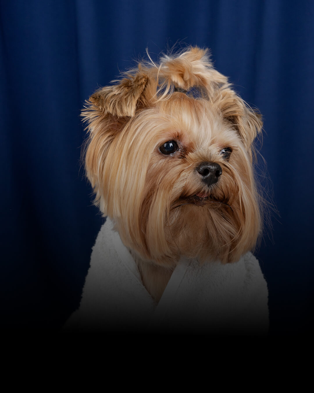 Oya Pet Banner