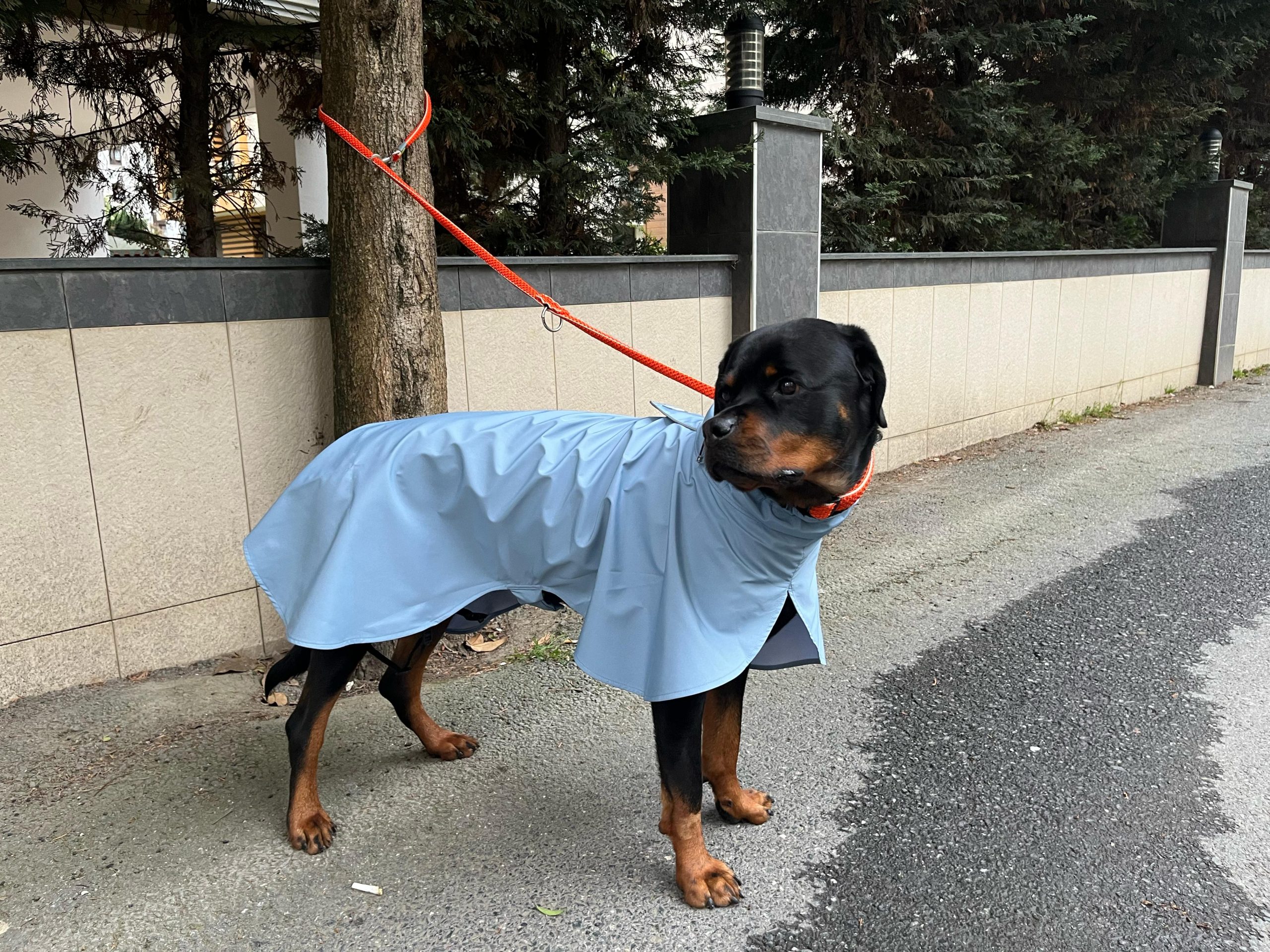IMG-20250411-WA0009 Dog Spring Rain Coat