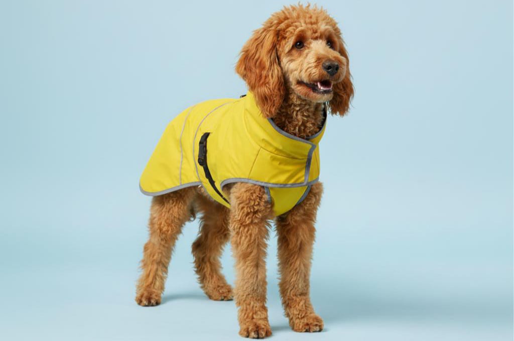 Dog Coat Manufacturer: A small, cute red poodle dog wearing a vibrant yellow waterproof raincoat against a soft blue background.