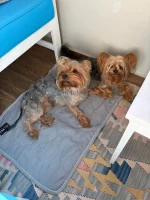Water-Activated Dog Cooling Mat